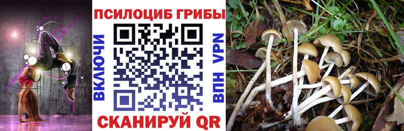 как найти наркотики  ссылка на мегу ONION  Псилоцибиновые грибы прущие грибы  Барыш 